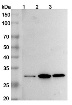 BDNF Rabbit Polyclonal Antibody