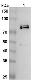 IDS Rabbit Polyclonal Antibody