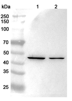 BGN Rabbit Polyclonal Antibody