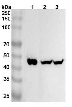 ORM2 Rabbit Polyclonal Antibody