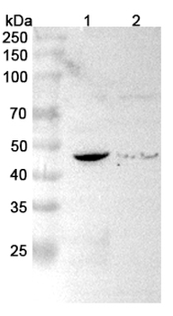 ACADS Rabbit Polyclonal Antibody