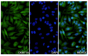 CKMT1A Rabbit Polyclonal Antibody