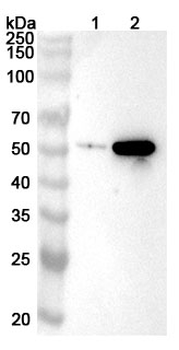 INHBB Rabbit Polyclonal Antibody