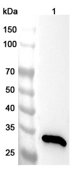 ANXA4 Rabbit Polyclonal Antibody
