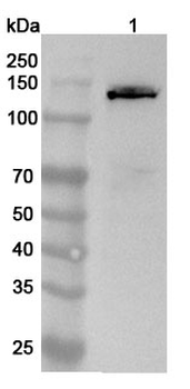 IVL Rabbit Polyclonal Antibody