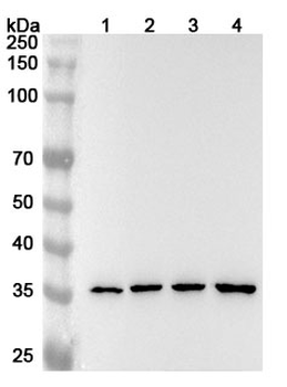 ANXA2 Rabbit Polyclonal Antibody