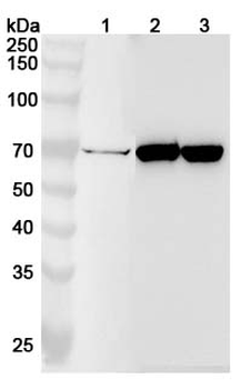 BCHE Rabbit Polyclonal Antibody