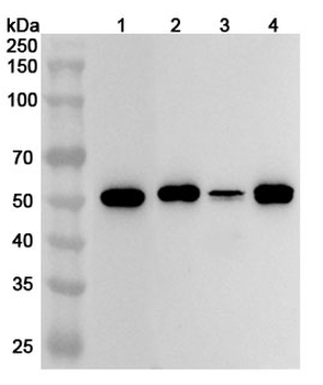 TP53/p53 Rabbit Polyclonal Antibody