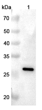C1QA Rabbit Polyclonal Antibody