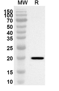 GCG Rabbit Polyclonal Antibody