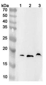 IL18BP Rabbit Polyclonal Antibody
