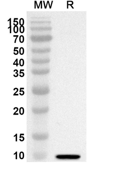 CXCL13/BCA-1/BLC Rabbit Polyclonal Antibody