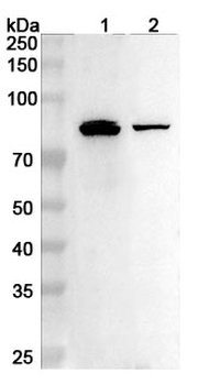 TBX3 Rabbit Polyclonal Antibody
