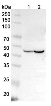 ISLR Rabbit Polyclonal Antibody