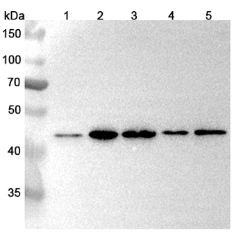 PSMD9 Rabbit Polyclonal Antibody