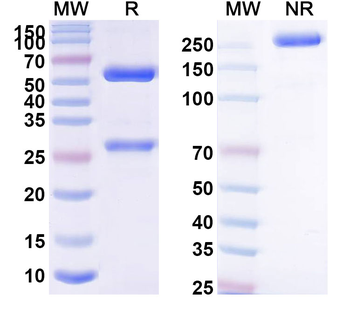 BETVII/Allergen Bet v II Monoclonal Mouse Monoclonal Antibody