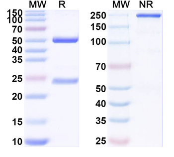 CD31/PECAM1 Mouse Monoclonal Antibody