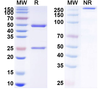Parvovirus/CPV Monoclonal Mouse Monoclonal Antibody