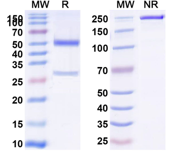 SP10/ACRV1 Monoclonal Mouse Monoclonal Antibody