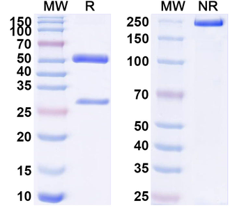 SP10/ACRV1 Monoclonal Mouse Monoclonal Antibody
