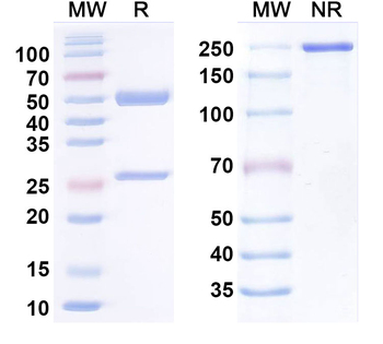 Adiponectin/ADPN Monoclonal Mouse Monoclonal Antibody