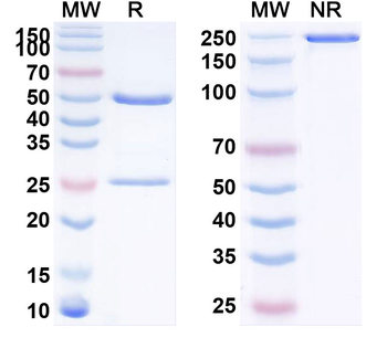 Adiponectin/ADPN Monoclonal Mouse Monoclonal Antibody