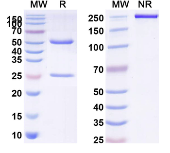 D-Dimer Monoclonal Mouse Monoclonal Antibody