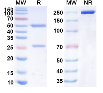 D-Dimer Monoclonal Mouse Monoclonal Antibody