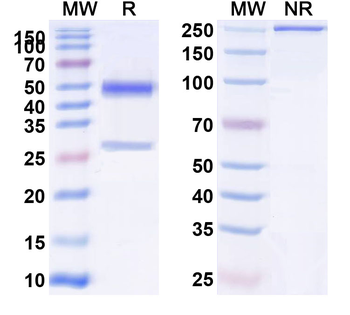 D-Dimer Monoclonal Mouse Monoclonal Antibody