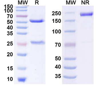 D-Dimer Monoclonal Mouse Monoclonal Antibody