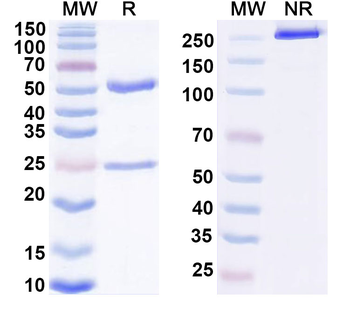 PCT/Procalcitonin Monoclonal Mouse Monoclonal Antibody