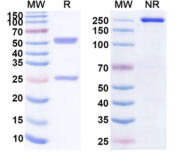 ENO2/NSE Monoclonal Mouse Monoclonal Antibody