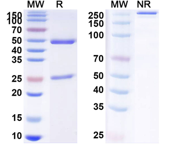 ENO2/NSE Monoclonal Mouse Monoclonal Antibody