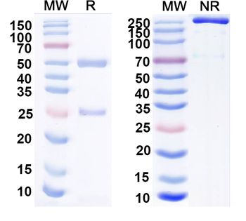 PG II/PGC Monoclonal Mouse Monoclonal Antibody
