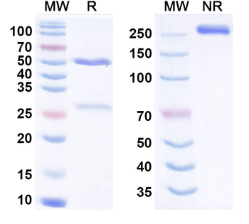 PG II/PGC Monoclonal Mouse Monoclonal Antibody