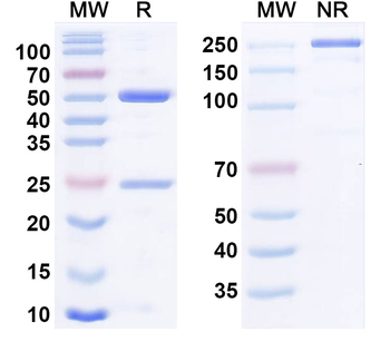 MUC16/CA125 Monoclonal Mouse Monoclonal Antibody