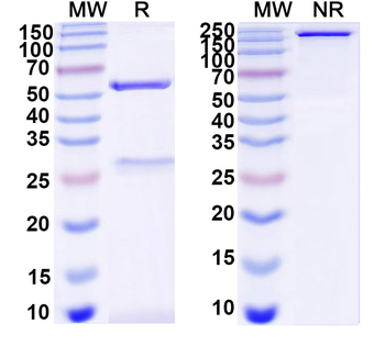 MUC16/CA125 Monoclonal Mouse Monoclonal Antibody