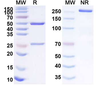 MUC16/CA125 Monoclonal Mouse Monoclonal Antibody