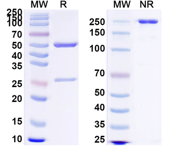 CD66e/CEA/CEACAM5 Monoclonal Mouse Monoclonal Antibody