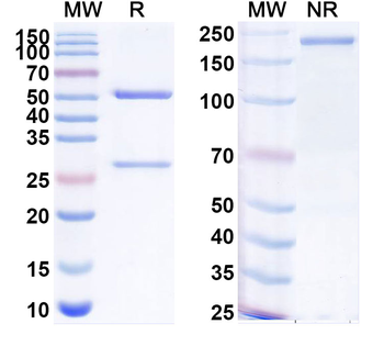 Rotavirus/RV Monoclonal Mouse Monoclonal Antibody