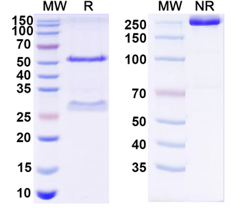Rotavirus/RV Monoclonal Mouse Monoclonal Antibody