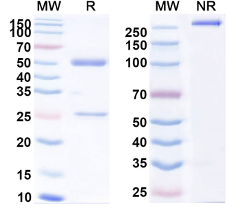 HBV HBcAg Monoclonal Mouse Monoclonal Antibody