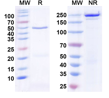 HBV HBeAg Monoclonal Mouse Monoclonal Antibody