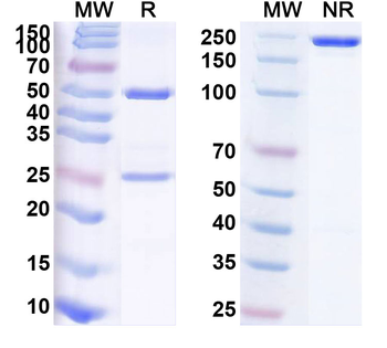 Rocuronium Bromide Monoclonal Mouse Monoclonal Antibody