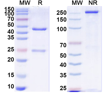 VEGFA Monoclonal Mouse Monoclonal Antibody