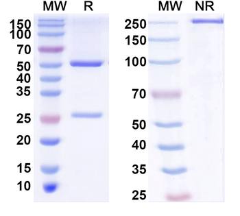 CD31/PECAM1 Mouse Monoclonal Antibody