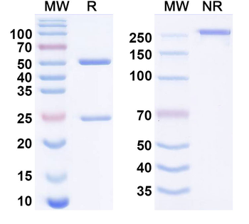 ATAT1 Monoclonal Mouse Monoclonal Antibody