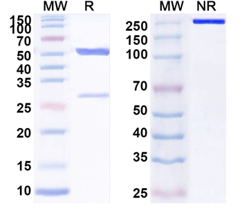 Rice Putative receptor protein kinase Monoclonal Mouse Monoclonal Antibody