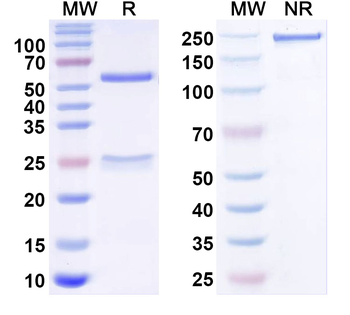 VZV/HHV-3 gE/ORF68 Monoclonal Mouse Monoclonal Antibody