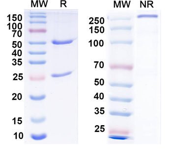 CASP9/Caspase 9 Monoclonal Mouse Monoclonal Antibody